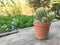 Closeup cactus with spines thorns leaves with stiff ends