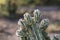 Closeup of a cactus sprouting new growth