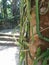 Closeup of cactus vines in Kohunlich Mayan ruins