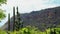 Closeup of cactuses on a cliff captured on a sunny day