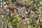 Closeup of Calamata olive tree with ripe olives and blurred background