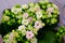 Closeup calanchoe pink and white flowers