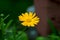 Closeup of a Calendula flower (Marigold) in a garden