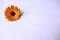 Closeup Calendula officinalis pot marigold, ruddles, common marigold or Scotch marigold on a white background with space