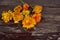 Closeup Calendula officinalis ,pot marigold, ruddles, common marigold or Scotch marigold on a wood background with space