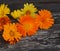 Closeup Calendula officinalis ,pot marigold, ruddles, common marigold or Scotch marigold on a wood background with space