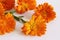 Closeup Calendula officinalis ,pot marigold, ruddles, common marigold on a white background. Medicinal herb. Healthy