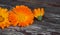 Closeup Calendula officinalis ,pot marigold, ruddles, common marigold on a wood background with space for text. Medicinal herb.