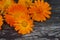 Closeup Calendula officinalis ,pot marigold, ruddles, common marigold on a wood background with space for text. Medicinal herb.