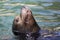 Closeup of a califorian sea lion