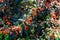 Closeup california fuchsia