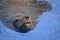 Closeup California Sea Lion swimming