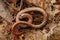 Closeup on a California slender salamander, Batrachoseps attenuates, curled up in the ground