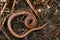 Closeup on a California slender salamander, Batrachoseps attenuates, curled up in the ground