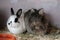 Closeup of Californian and lionhead rabbits