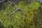 Closeup on a Californian Santa Lucia Mountains slender salamander, Batrachoseps luciae, sitting on a moss covered stone