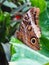 Closeup of a caligo atreus butterfly on a leaf