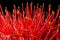 Closeup of calliandra flower or powder puff lily