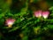 Closeup of calliandra harrisii in a field under the sunlight with a blurry background