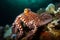 Closeup of a callistoctopus macropus on coral reef underwater