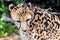 Closeup of calm cheetah