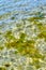 A closeup of a calm shallow rocky floor of an ocean, pond, or lake with green moss growing underwater. Tiny little