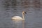 Closeup of a calm swan swimming on water surface outdoors