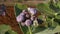 Closeup of Calotropis procera flowers blossom in the wind