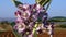 Closeup of Calotropis procera flowers blossom in the wind