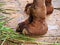 Closeup Camel Foot on Nature Background