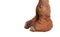 Closeup Camel Foot on White Background, Clipping Path