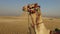 closeup of camel at Giza pyramids