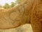 Closeup of camel hair pattern