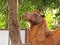 Closeup Camel Head on Tropical Nature Background