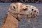 Closeup of camel - National Park of Timanfaya - Lanzarote Spain