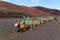 Closeup of camel - National Park of Timanfaya - Lanzarote Spain