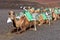 Closeup of camel - National Park of Timanfaya - Lanzarote Spain