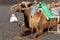 Closeup of camel - National Park of Timanfaya - Lanzarote Spain