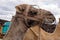 Closeup of camel - National Park of Timanfaya - Lanzarote Spain