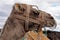 Closeup of camel - National Park of Timanfaya - Lanzarote Spain