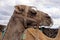 Closeup of camel - National Park of Timanfaya - Lanzarote Spain