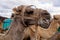 Closeup of camel - National Park of Timanfaya - Lanzarote Spain