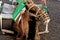 Closeup of camel - National Park of Timanfaya - Lanzarote Spain