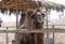 Closeup of a camel in the park of legends zoo in Lima, Peru
