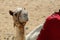 Closeup of a camel portrait in the Sahara desert. The Giza Plate