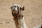 Closeup of a camel portrait in the Sahara desert. The Giza Plate