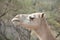 Closeup of a camel\'s head