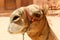 Closeup of a camel`s nose and mouth, nostrils closed to keep out sand. Petra, Jordan