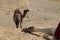 Closeup of a camel sleeping in a desert. The outskirts of Cairo