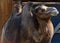 Closeup of a camel standing in front of a barn during the day